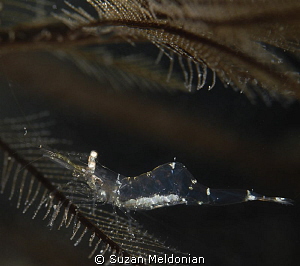 Clear shrimp with eggs? or very full tummy :) hangin' on by Suzan Meldonian 